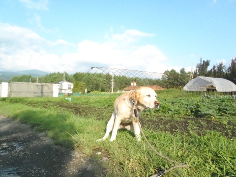 f0052277_4455280.jpg