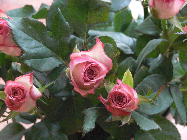e0140986_15251032.jpg