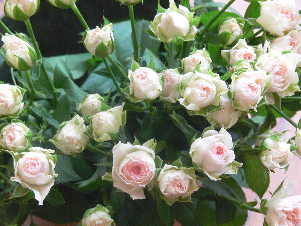 e0140986_1527771.jpg