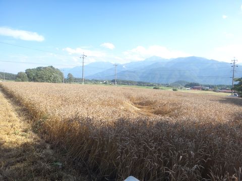 ユキチカラ収穫_d0044191_2118660.jpg