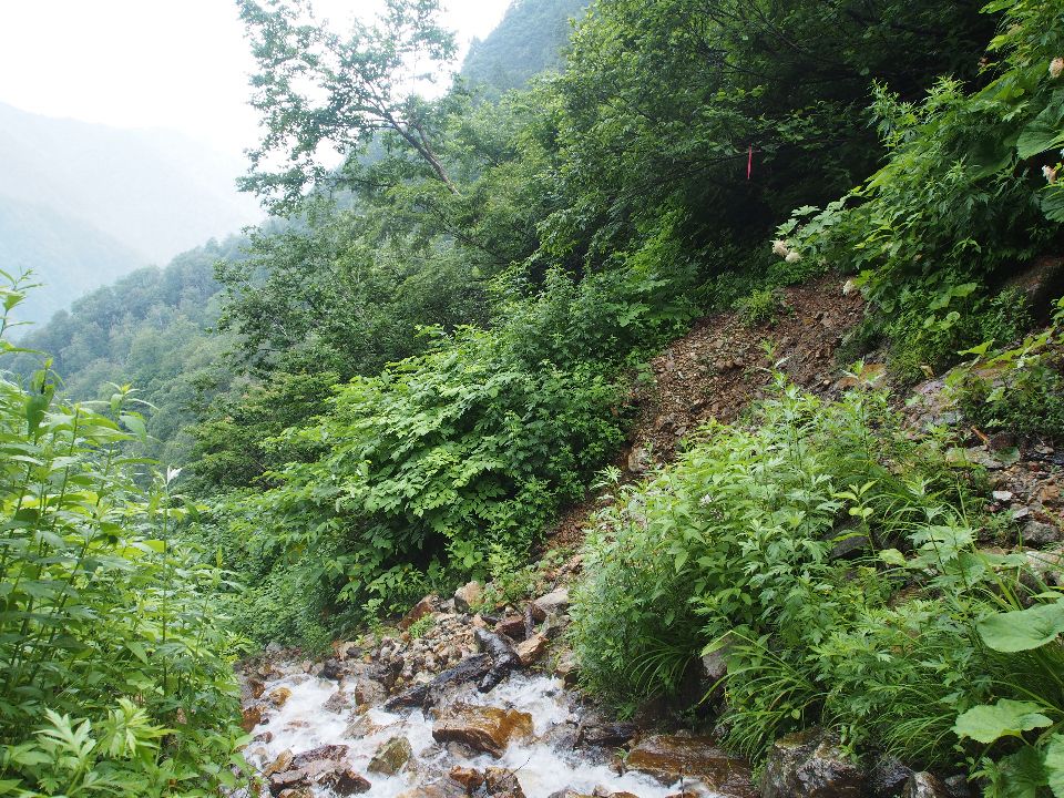 2013/夏山#2　白馬岳頂上宿舎→旭岳→清水岳・尾根→祖母谷温泉　07/28　大雨後ガス後時々小雨　単独_c0134193_1732533.jpg