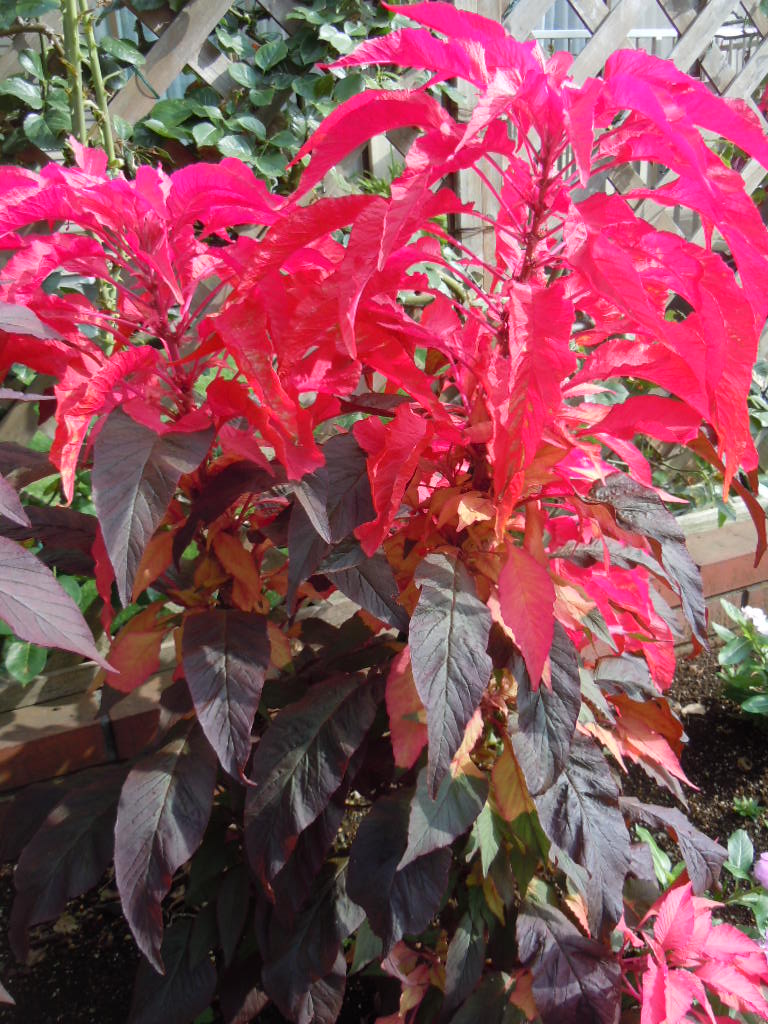 燃える葉鶏頭 町田絵画教室 大石正巳のアトリエ日記