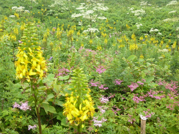 日本百名山　花の伊吹山 (1,377.3M)  に登る　　完_d0170615_151651100.jpg