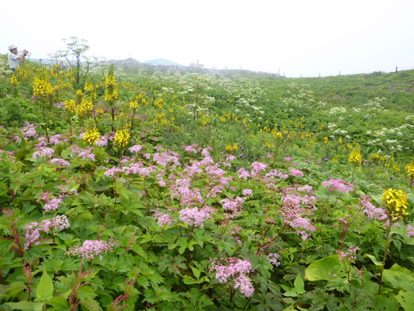 日本百名山　花の伊吹山 (1,377.3M)  に登る　　完_d0170615_1517123.jpg