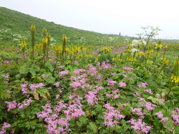 日本百名山　花の伊吹山 (1,377.3M)  に登る　　完_d0170615_15171450.jpg