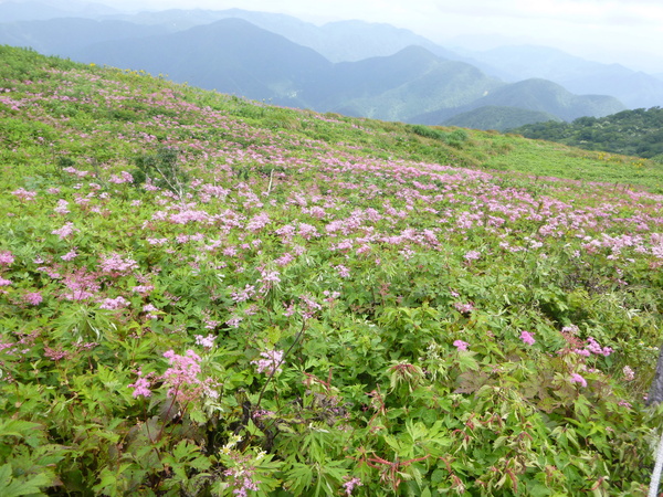 日本百名山　花の伊吹山 (1,377.3M)  に登る　　完_d0170615_15185148.jpg