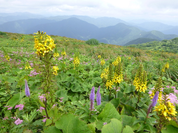 日本百名山　花の伊吹山 (1,377.3M)  に登る　　完_d0170615_15191123.jpg