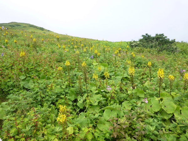 日本百名山　花の伊吹山 (1,377.3M)  に登る　　完_d0170615_15213591.jpg