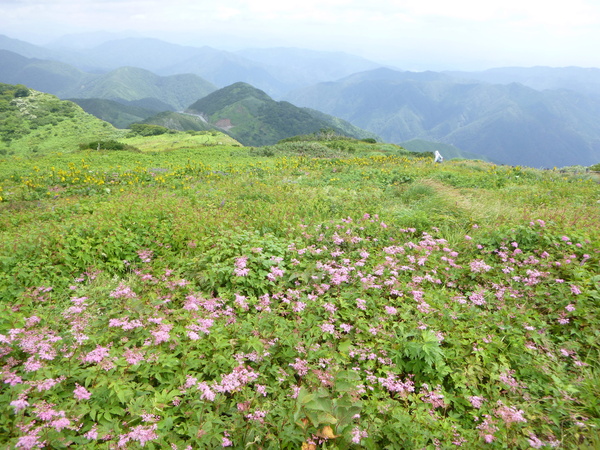 日本百名山　花の伊吹山 (1,377.3M)  に登る　　完_d0170615_1521650.jpg