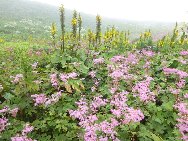 日本百名山　花の伊吹山 (1,377.3M)  に登る　　完_d0170615_15222574.jpg