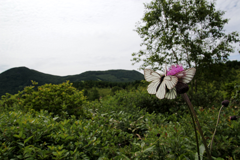 d0054625_13532942.jpg