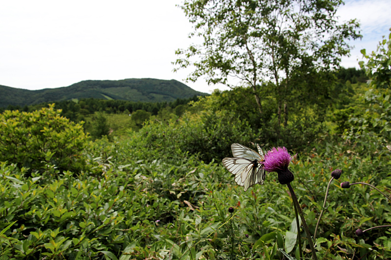 d0054625_13584634.jpg