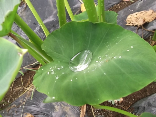 小雨に打たれ..里芋が成長中_b0137932_752582.jpg