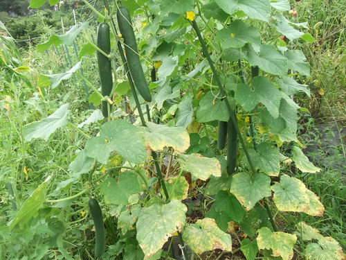 小雨に打たれ..里芋が成長中_b0137932_825471.jpg