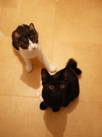 仲良し女の子猫 てぃぁらみるきぃ編。_a0143140_22121327.jpg