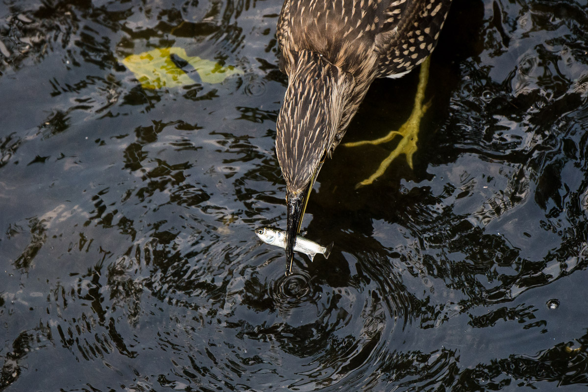 ホシゴイ（ゴイサギ幼鳥）の採餌_d0292540_23194050.jpg