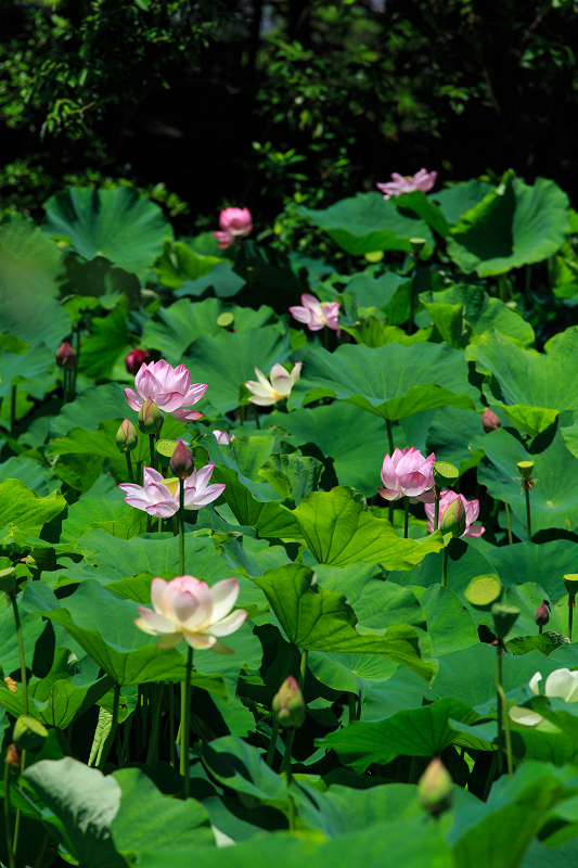 極楽浄土の世界（法界寺）_f0155048_20153951.jpg