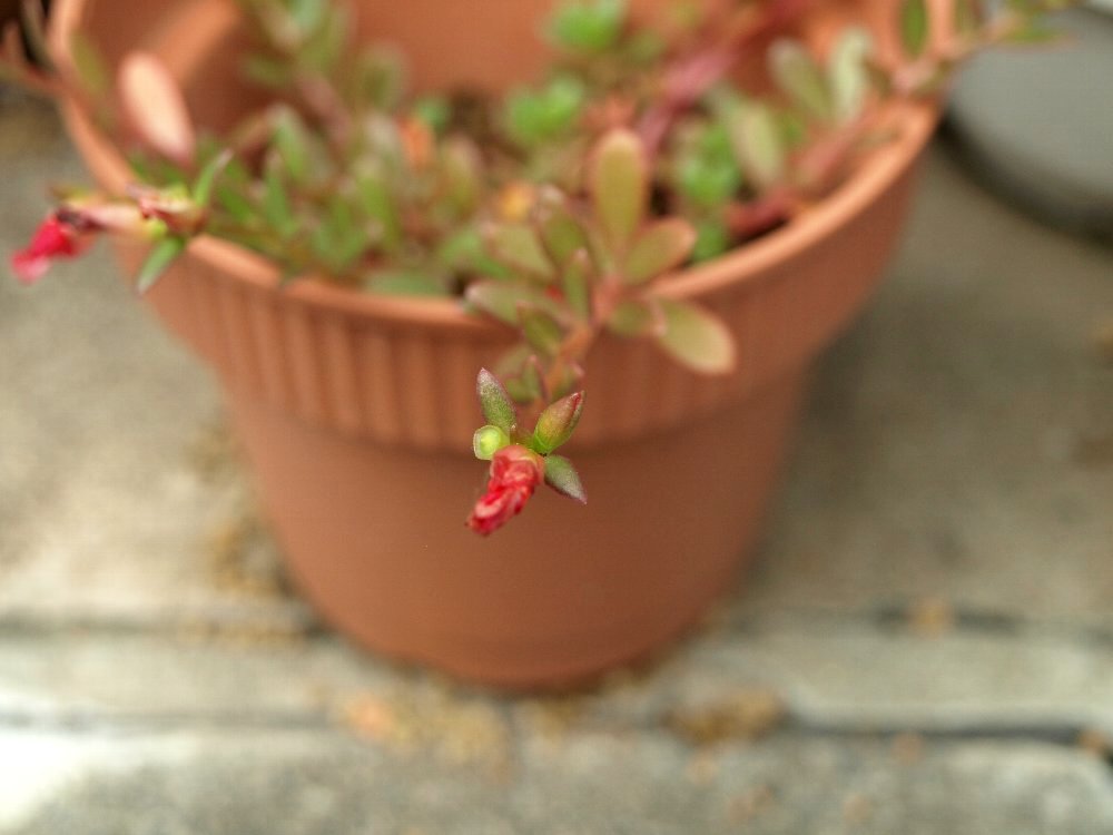 ☆赤い花のフフと、「ソックリ広告博物館」のムム☆_c0092953_190040.jpg