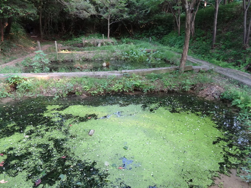 c0108460_233222100.jpg