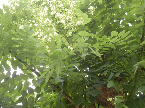’13,8,3(土)「さくら橋」の観劇と銀座!_f0060461_10155192.jpg