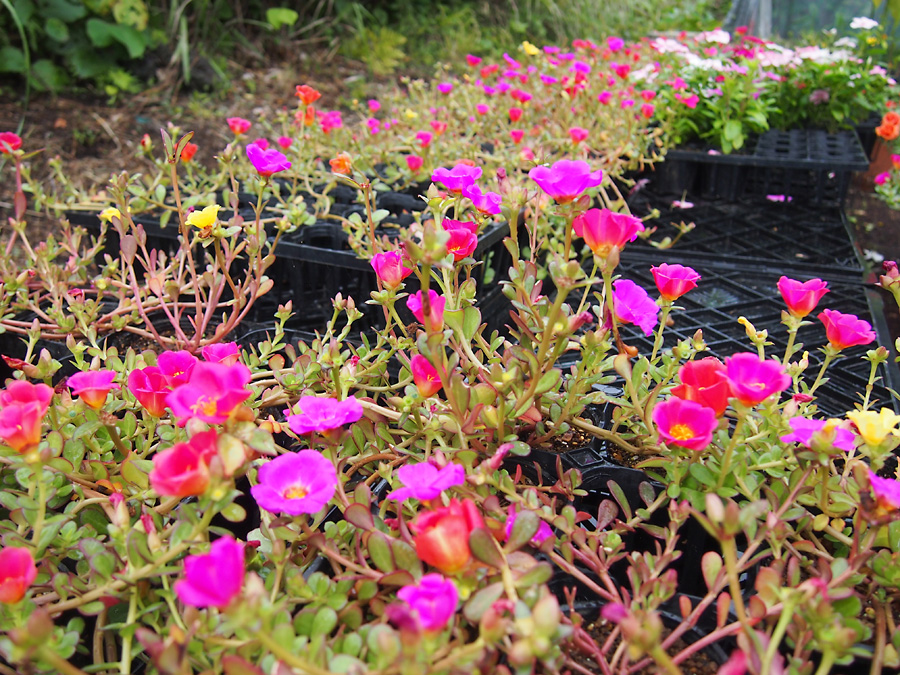 夏の花苗、最終です（ポーチュラカ、マツバボタンがお買い得です）_e0097770_22453082.jpg