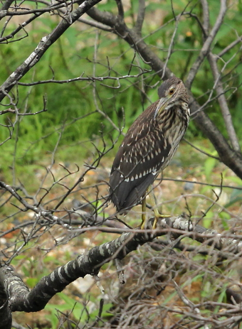 公園の池での鳥見～カワセミ、カイツブリ、ホシゴイ～_d0262476_67031.jpg