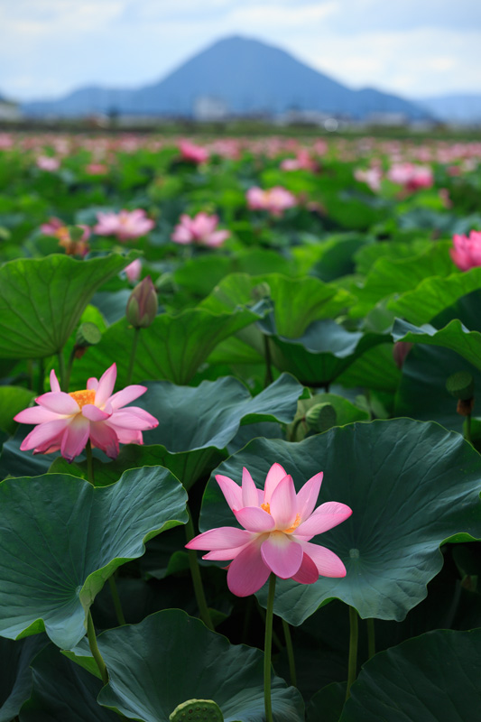 草津　水生植物公園みずの森　隣の蓮の群生地　編_f0224083_16484675.jpg