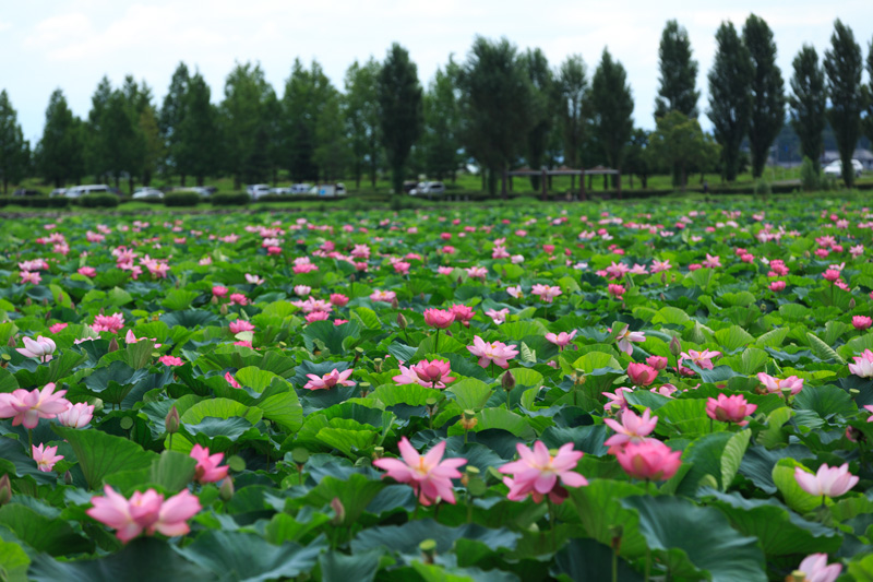 草津　水生植物公園みずの森　隣の蓮の群生地　編_f0224083_16484977.jpg