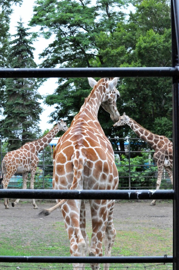 キリン親子のパレード ｜ おびひろ動物園_e0319302_1571687.jpg