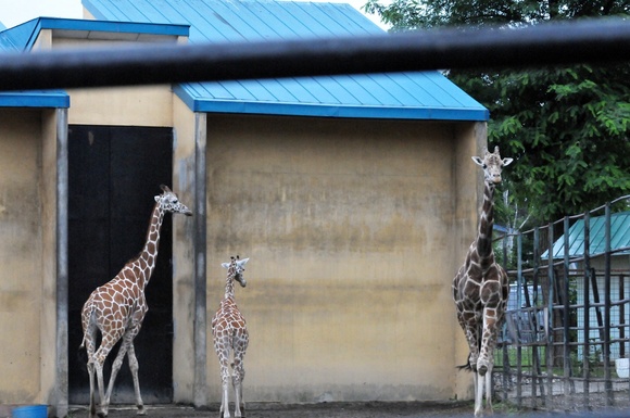 キリン親子のパレード ｜ おびひろ動物園_e0319302_158569.jpg