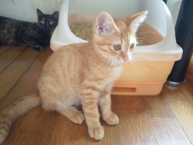 行徳文化ホール ねこ里親会_f0242002_12173886.jpg