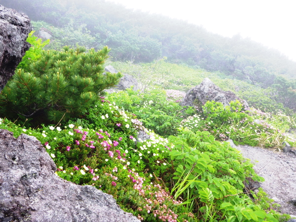 北海道登山　日本百名山　羅臼岳  (1,659.7)  に登る　完_d0170615_11404021.jpg