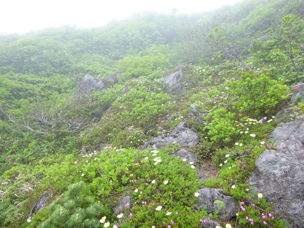 北海道登山　日本百名山　羅臼岳  (1,659.7)  に登る　完_d0170615_11414366.jpg