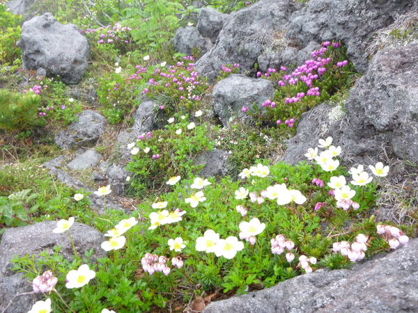 北海道登山　日本百名山　羅臼岳  (1,659.7)  に登る　完_d0170615_11415310.jpg