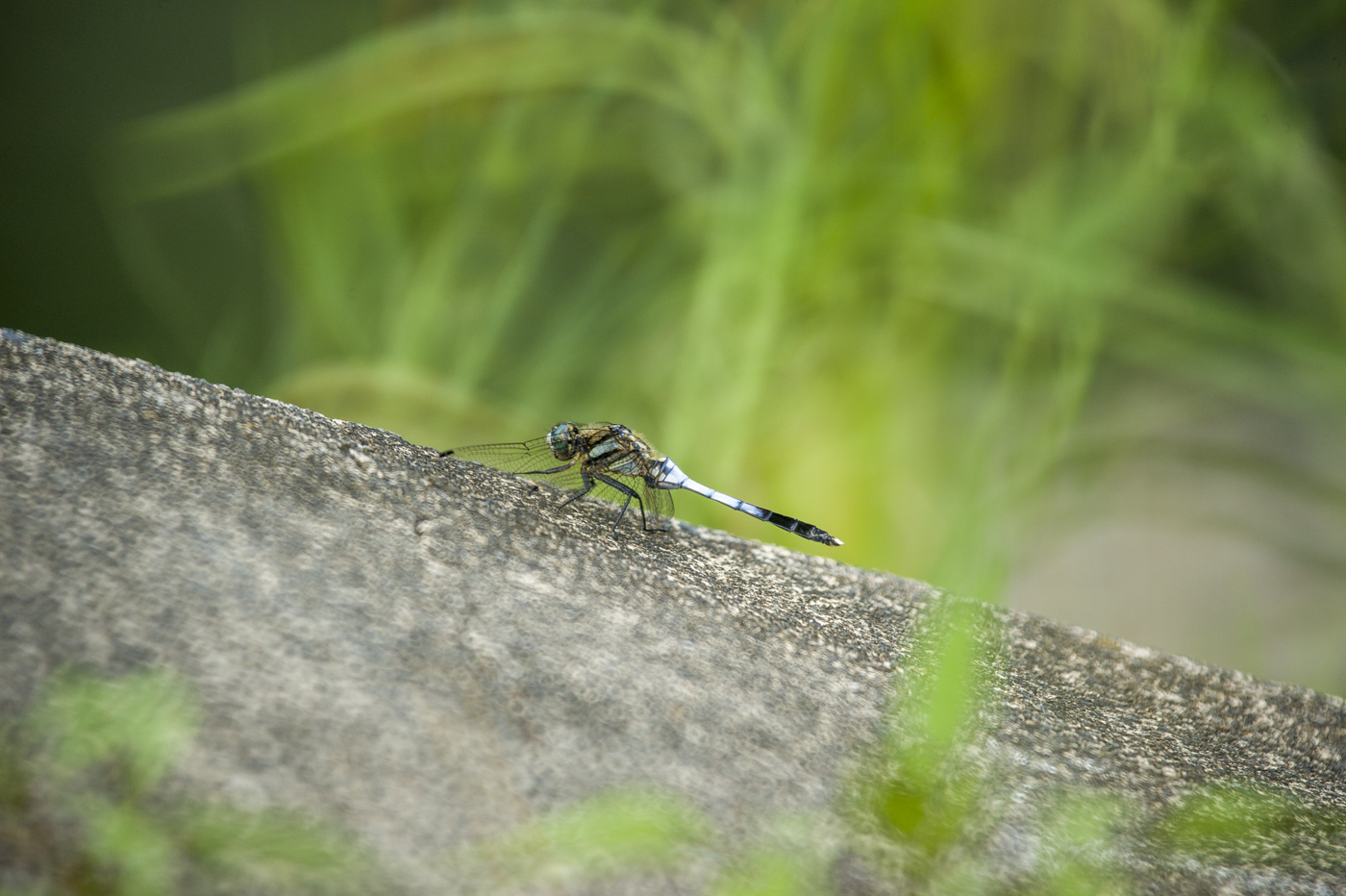 ボクの夏休み写真日記_e0308416_18593044.jpg