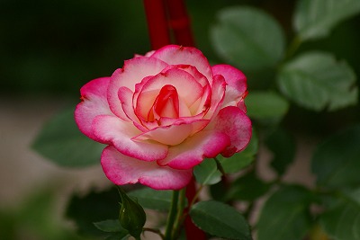 f0170524_1612274.jpg