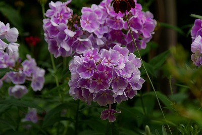 f0170524_1625235.jpg
