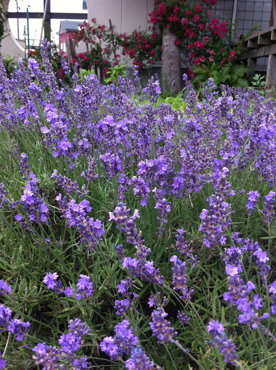 c0020127_818284.jpg