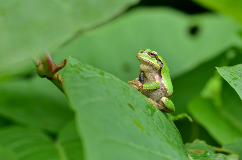 オオキベリアオゴミムシの幼虫 こんなものを見た２