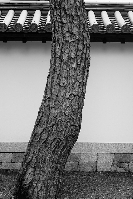 京都　妙心寺界隈 by  FUJIFILM X-M1_f0050534_1724590.jpg