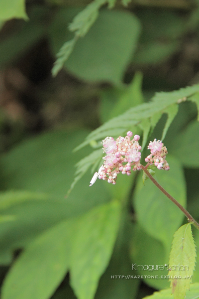 サバイバル三瓶②～花のチカラ_b0197639_22374892.jpg