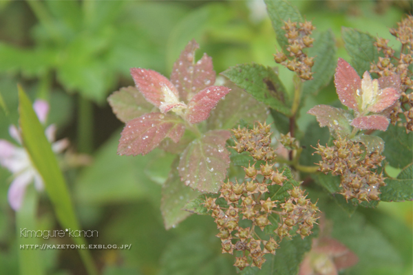 サバイバル三瓶②～花のチカラ_b0197639_2327446.jpg