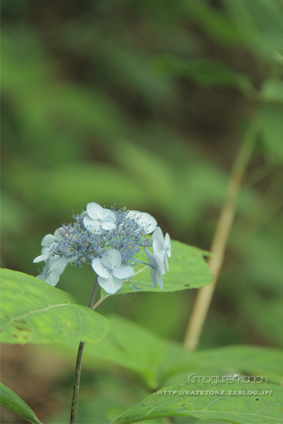 サバイバル三瓶②～花のチカラ_b0197639_2343677.jpg