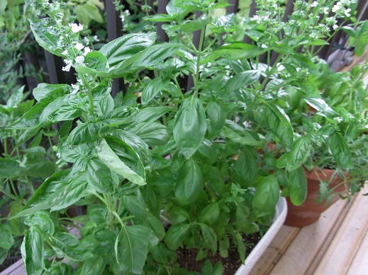 La salsa di basilico_f0172744_83057.jpg