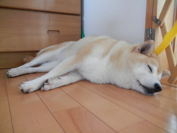 ’13,8,4(日)パパは芝刈りに!_f0060461_91430.jpg