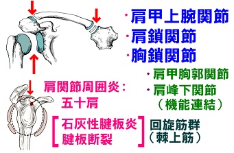 胸鎖関節と肩鎖関節 河童のカイロ