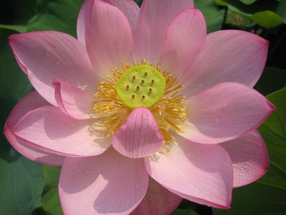 yogaの花***_e0290872_1602928.jpg