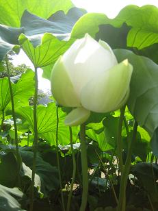 yogaの花***_e0290872_16491093.jpg