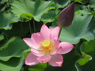 yogaの花***_e0290872_17593774.jpg