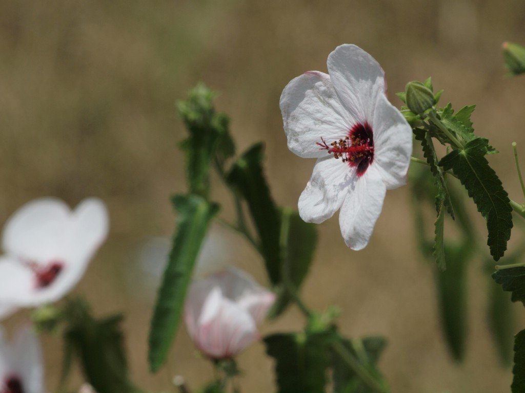 高砂芙蓉 タカサゴフヨウ も可愛く 自然風の自然風だより